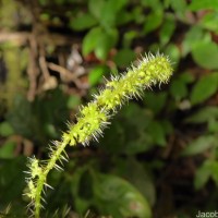 Girardinia diversifolia (Link) Friis